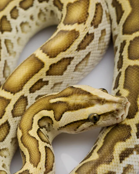 Μπουρμάνος python υπογλυκαιμίας — Φωτογραφία Αρχείου