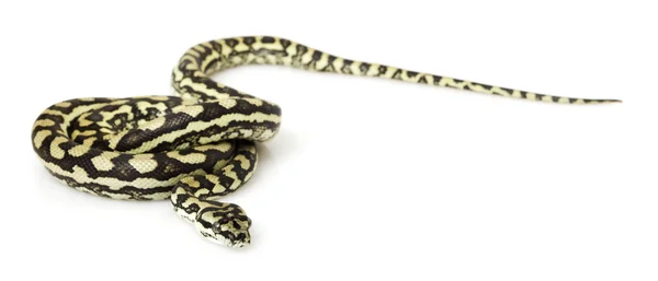 Python Karpet Pesisir — Stok Foto