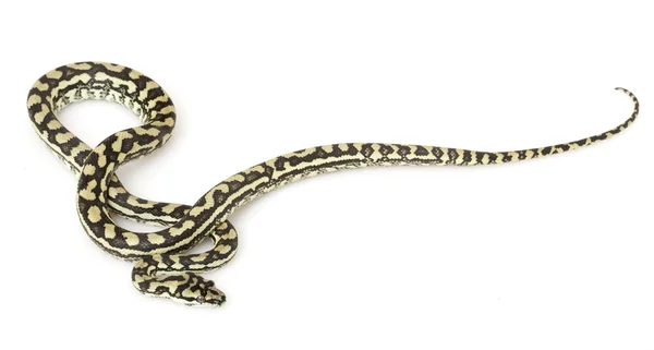 Kustnära mattan python — Stockfoto