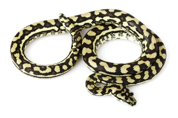 Kust tapijt python — Stockfoto