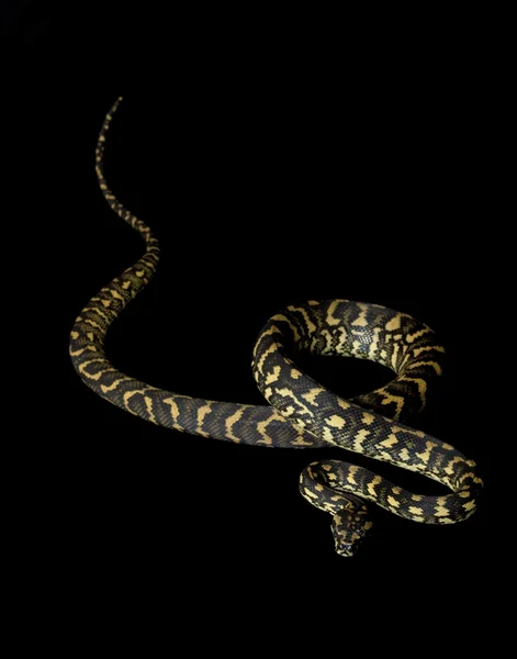 Orman halı python — Stok fotoğraf