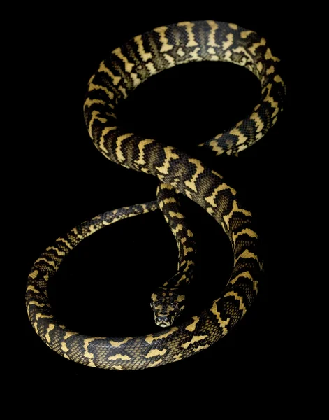 Alfombra de la selva python — Foto de Stock