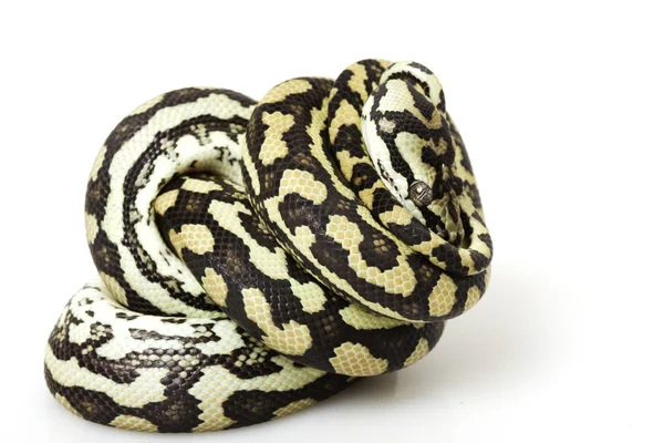 Alfombra costera Python — Foto de Stock