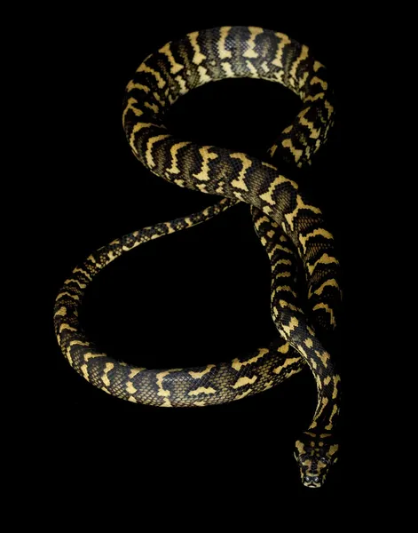 Carpet python and green tree python hybrid — Stock Photo © fivespots ...
