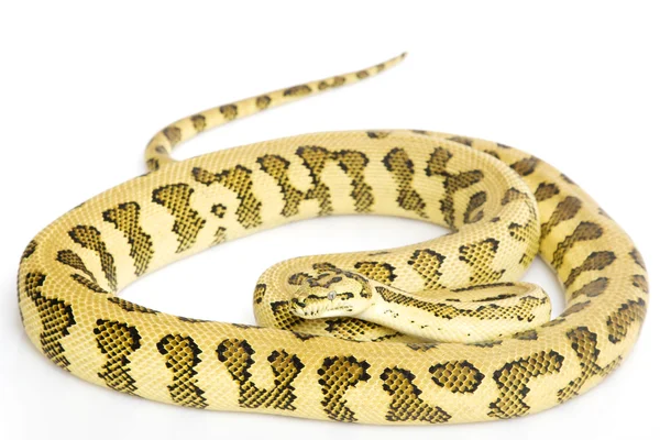 Jungle Jaguar Carpet Python — Stockfoto