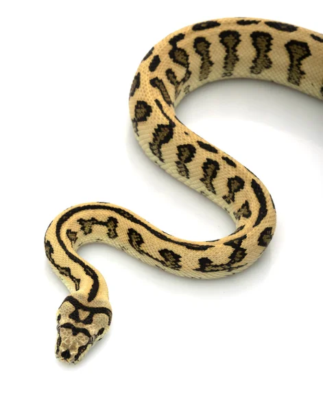 丛林捷豹地毯python — 图库照片