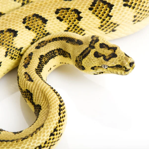 Djungel jaguar mattan python — Stockfoto