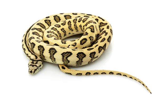 Djungel jaguar mattan python — Stockfoto
