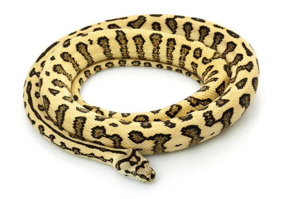 Selva Jaguar Alfombra Python —  Fotos de Stock