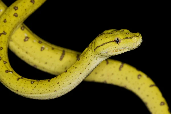 绿树 python — 图库照片