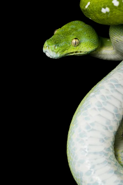Green Tree Python — Stock Photo, Image