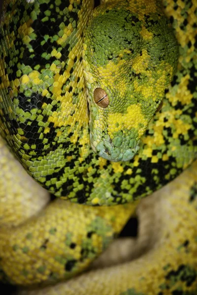 Pitón verde del árbol — Foto de Stock