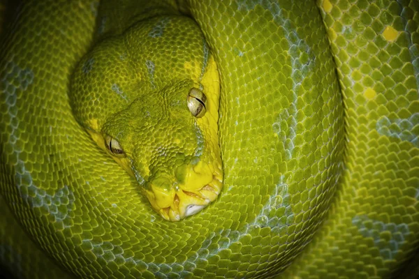 Grön trädpyton — Stockfoto