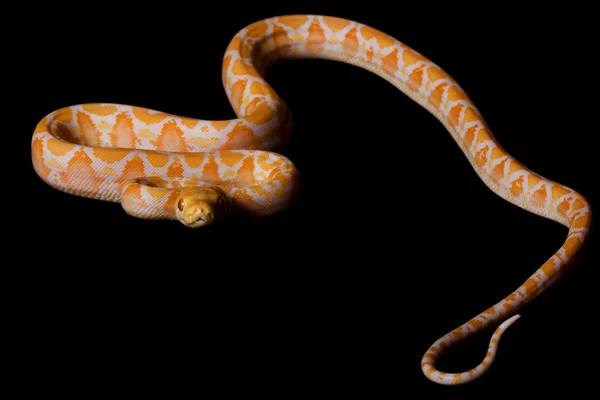 Альбіна сітчасті Python — стокове фото