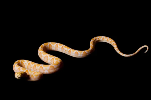 Albín python síťované — Stock fotografie