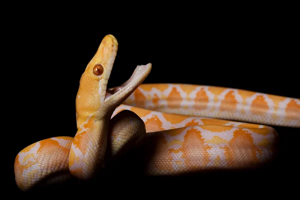 Piton reticulat albinos — Fotografie, imagine de stoc