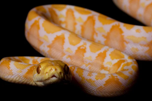 Pitón reticulado albino — Foto de Stock