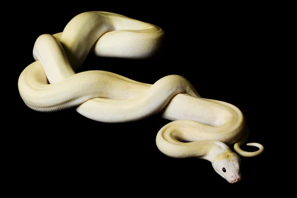 Python reticulado marfim — Fotografia de Stock