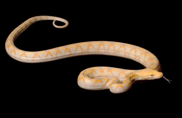 Lavendel albino reticulated python — Stockfoto