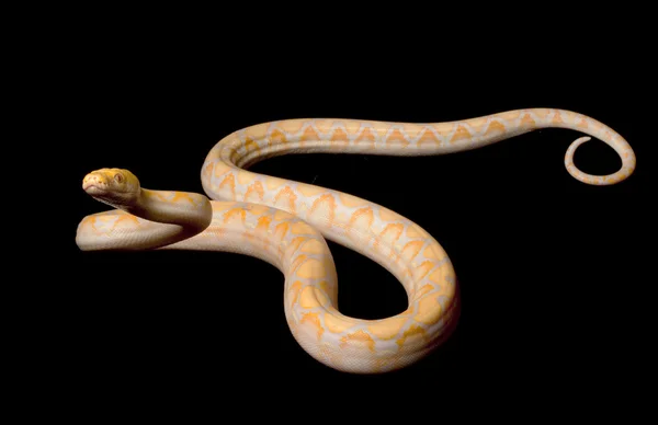 Lavanda Albino reticulado Python — Fotografia de Stock