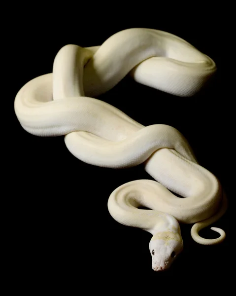 Python réticulé en ivoire — Photo