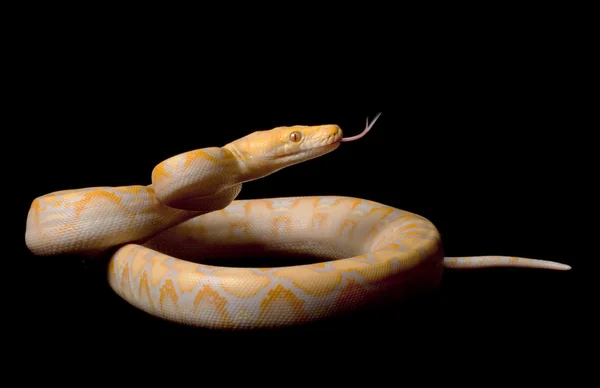 Pitón reticulado albino lavanda — Foto de Stock