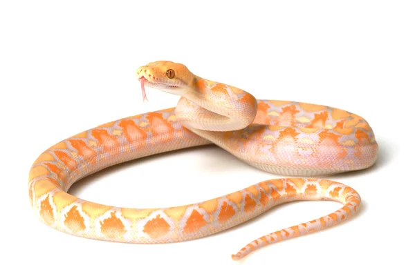 Pitón reticulado albino lavanda — Foto de Stock