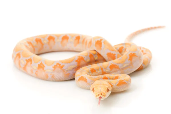 Pitón reticulado albino lavanda — Foto de Stock