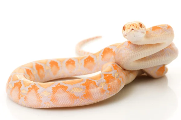 Lawenda albino python siatkowe — Zdjęcie stockowe