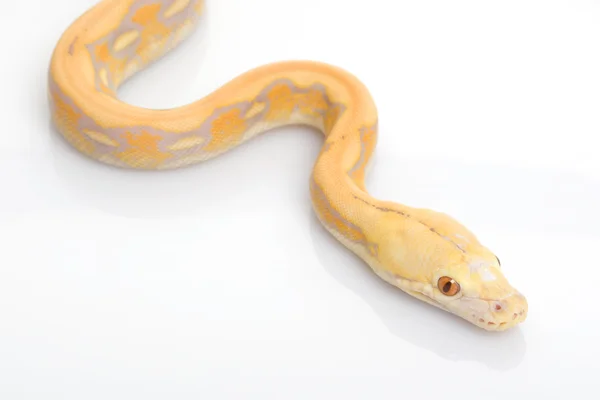 パープル タイガー アルビノ網状の python — ストック写真