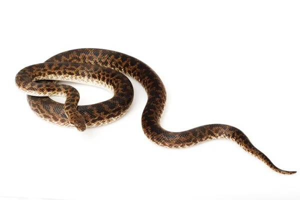 Spotted Python — Stock Photo, Image