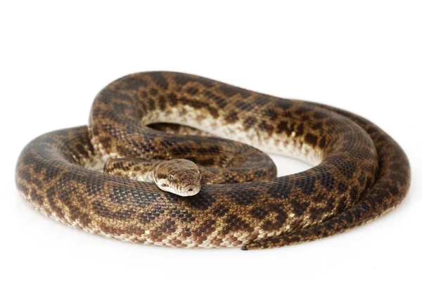 Spotted Python — Stock Photo, Image