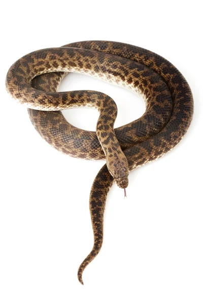 斑点を付けられた python — ストック写真