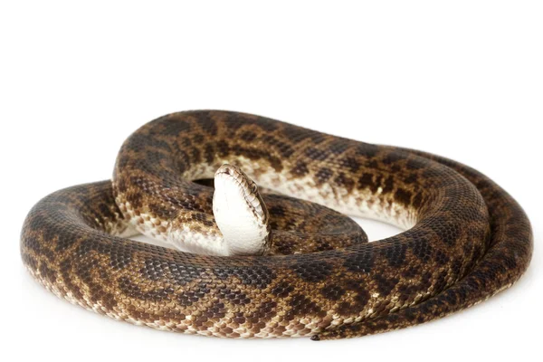 Fläckig python — Stockfoto