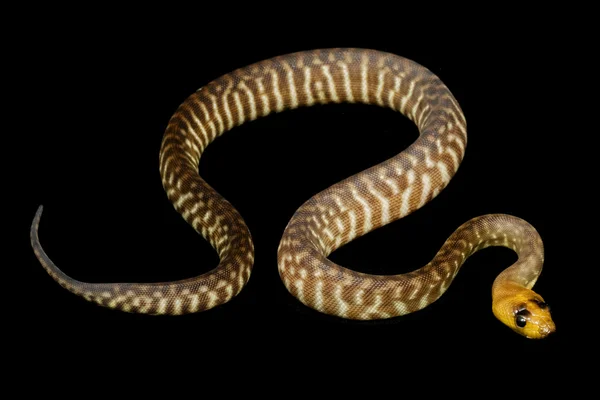 WOMA Python (Aspidites ramsayi) — Foto de Stock