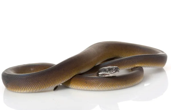 Python de lábios brancos — Fotografia de Stock
