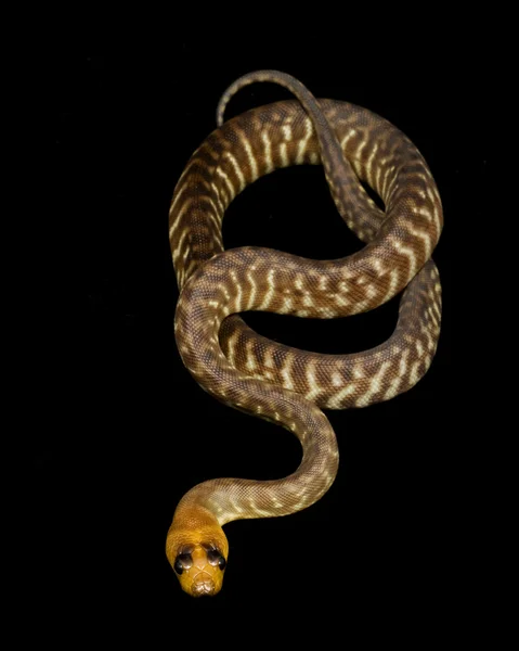 WoMA Python (Aspidites ramsayi) — Stockfoto