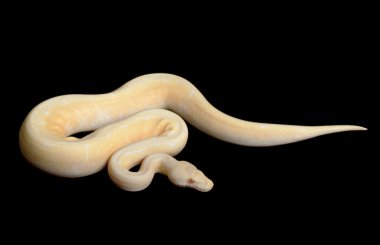 Albino örümcek top python