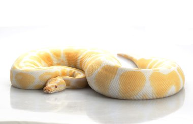 Albino piton ball
