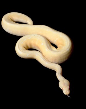 Albino örümcek top python
