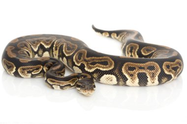 siyah pastel top python