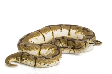 Bumble bee top python