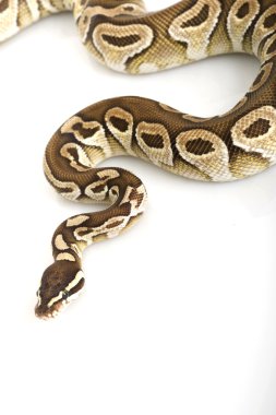 tereyağı top python