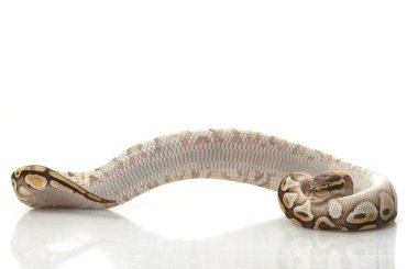 tereyağı top python