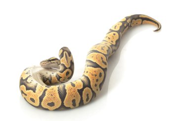 tereyağı top python