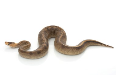 Şampanya top python