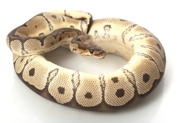 Palyaço top python
