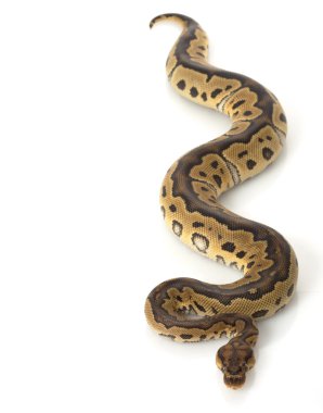 Palyaço top python