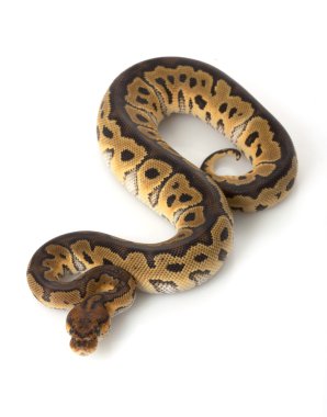 Palyaço top python