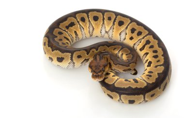 Palyaço top python